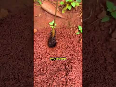 Гениальный трюк по охоте на насекомых
