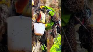 Warum ist dieser Honig so teuer? 😲💀