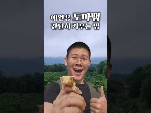 날씨도 좋으니 크레나 키워보자. (ad) #animals #파충류 #reptiles #크레 #크레스티드게코 #crestedgecko