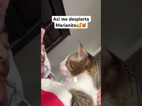 Así me despierta Marianito #mariano #gato #cat #shortvideo #viralshorts