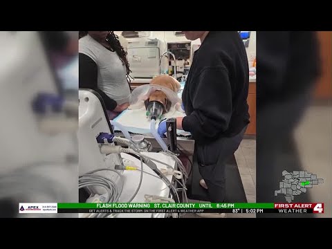A series of dog attacks in South City, a victim speaks