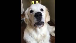 07 Funny And Cute Golden Retriever Puppies Compilation #33