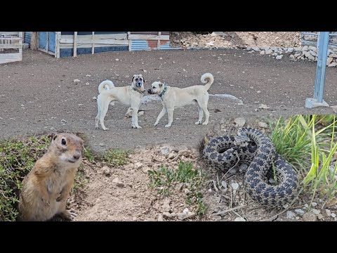 BARUT AZ KALSIN TİLKİYİ YAKALIYORDU ~YILANI SON ANDA GÖRDÜM ~MERAKLI GELENGİ