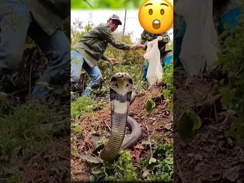 قلقلة الكوبرا بنبض قلوبهم