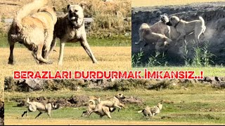 BERAZ KOYUNLARDA  ORTALIĞI YIKTI. YANINA BERAZ VE ATEŞİDE ALINCA TOZU DUMANA KATTILAR.