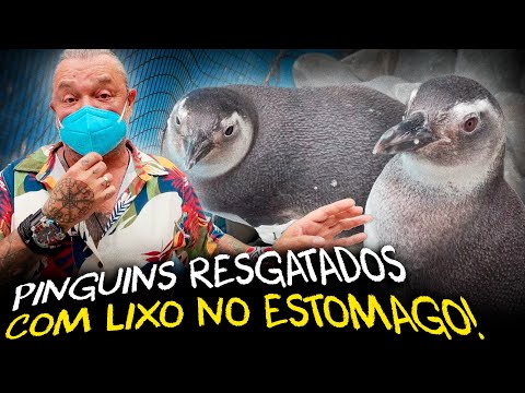 PINGUINS RESGATADOS NO BRASIL: A LUTA CONTRA O PLÁSTICO NOS OCEANOS!