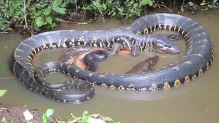 Giant Anaconda Spotted in the Wild