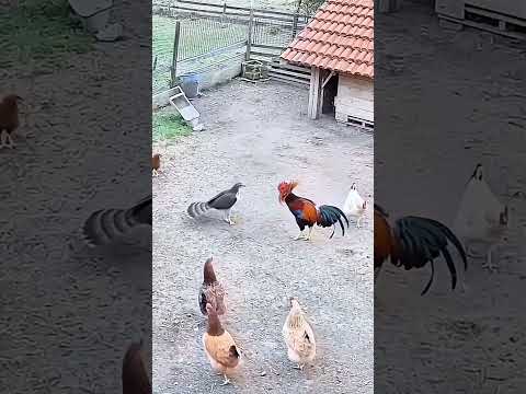 ​شاهد اللحظة التي لا تُصدق الديك الذي غيّر طبيعة الصقر! (الاتحاد قوه)  الصقر ان ياكل الحبوب بدل 🥩😂