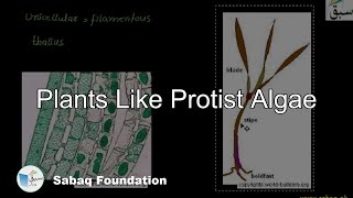 Plants Like Protist Algae