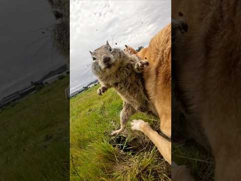 Clingy squirrel#funny #squirrel #love #funny