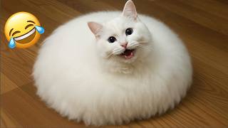 Try Not To Laugh 😂 | Funniest Cats and Dogs 😹 Funny Animals 2026