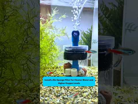 Healthy Aquarium System | Hộp lọc sủi bio giúp bể cá luôn sạch và ổn định #aquarium #tools