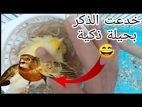 شاهد ماذا فعلت أنثى الكناري بعد أن حاول الذكر تكسير البيض / إنتاج طيور الكناري 🐦