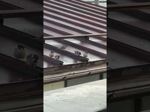 Sparrows On The Rooftop || ViralHog