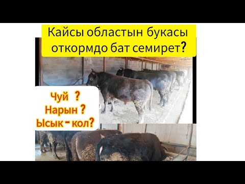 Чуй, Ысык-Кол, Нарындын букаларын байладык кайсынысы бат семирет экен?