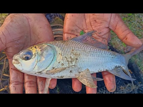 New Best Fishing Video - Deshi Woman Catching Lot Of Fish By Cast Net Fishing - Amazon Fishing