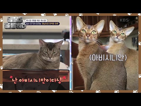 펫시피 [펫을 위한 레시피] 깔끔 그 자체인 텐 집사😄 [동물은 훌륭하다] | KBS 250310 방송