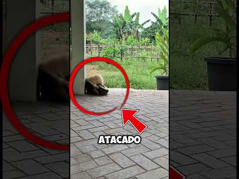 En mi horario de trabajo nada malo va a pasar ladró el perro