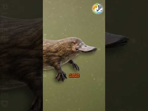 These 3 Animals Broke Physics!