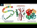 Protein Structure and Function Concepts