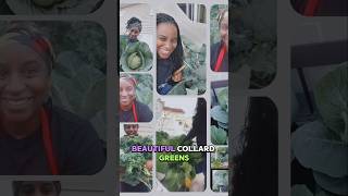 Growing Healthy Greens #gardening