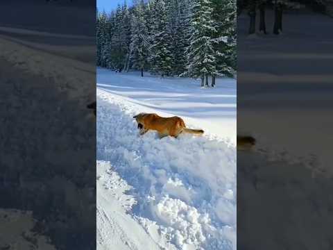 Lifestyle Of people in cold places ?