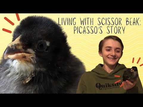 Living with Scissor Beak: Picasso's Story