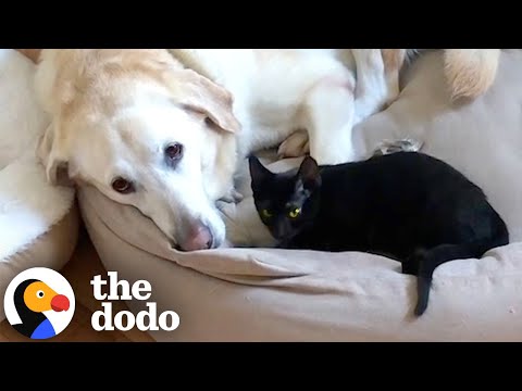 Grieving Dog Finds Love Again Thanks To This Cat | The Dodo