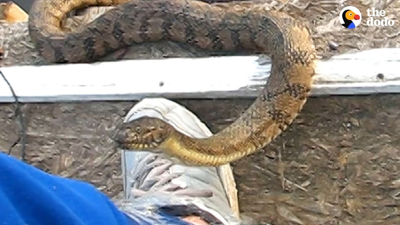 3 Snakes Get Some Help From A Human
