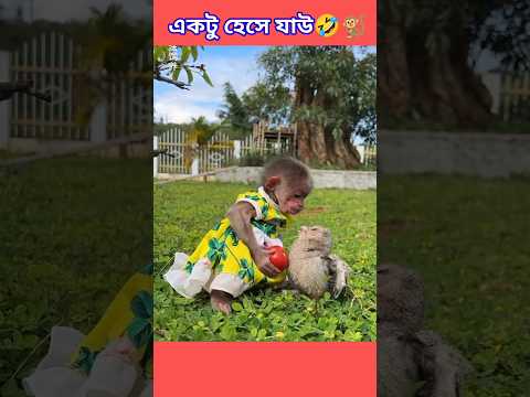 🤣শালা আমাকে আবার কামড়াচ্ছিস 🐒 #monkeyfunnyvideo #monkeycomedy #shorts