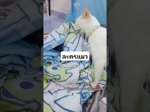 เเมวเมฆนุ่นฝ้ายทาสแมวเปิดการมองเห็นคลิปตลกคลายเครียดคลิปสั้น