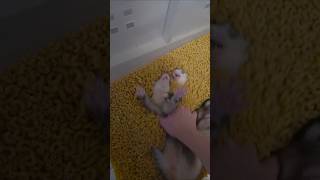 Pocket Double Noodle Snax
