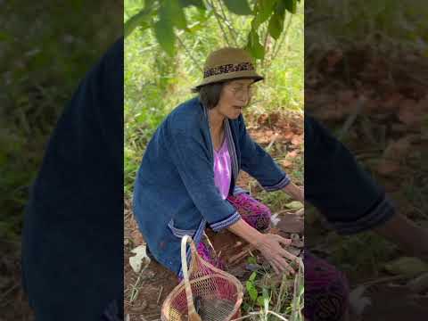 ยายดีใจเมื่อเจอเห็ดโคน #พรานหม่อง #เห็ดป่ากินได้ #เห็ดโคน