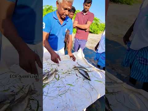 💥💯⛵ஓரா மீன் ஏலம் 🐠🐬🐠#fish #food #seafoods #streetfood #fishtime #seafood #seafoodprep #fishing #sea