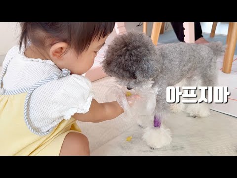 강아지가 다리에 붕대를 감고 집에오자 아기의 귀여운 행동