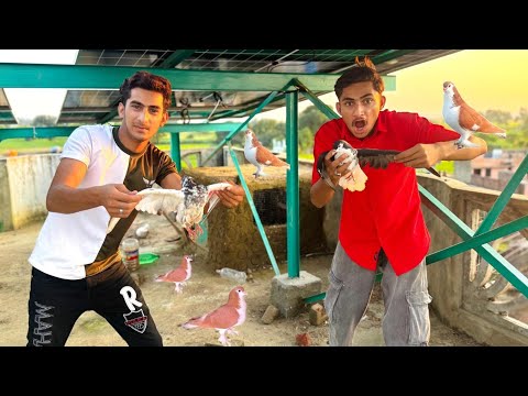 Abubaker Ne New Kabootar 🕊️ Pakad Liya