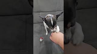 Patriots vs Broncos #nflfootball #nflprediction #afcchampionship #newenglandpatriots #denverbroncos