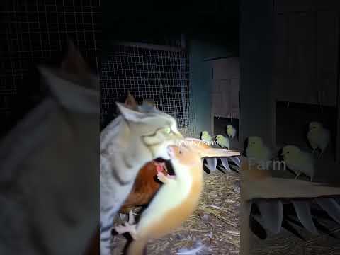 The weasel is here to steal chickens again! Let’s take my big tabby cat to take care of it!