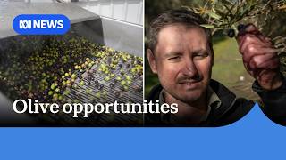 YouTube video thumbnail: Olive Growers in Australia Excited as Consumer Demand Rises, Industry Looks to Expand