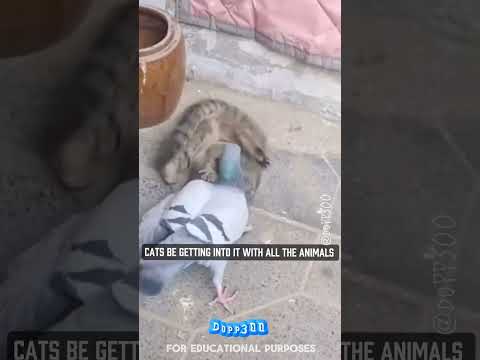 I think the cat is the only one playing ๐ญ๐ญ๐ญ