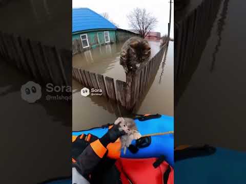 rescued a cat ❤️😻 #cat #sora2 #cute #cats #animals #shorts