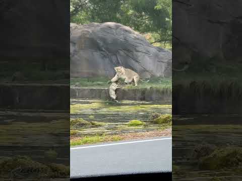 Careless Lioness #wildlifeentertainment #animals #animallife #wildanimals #nature #wildliferescue