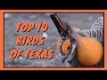 Unique Bird Behaviors in Texas