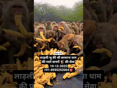 लाड़ली जू की श्री बरसाना धाम की प्यारे वानरों 🐒 की सेवा 19-12-2025 +91-8595252064☎️ #radhekrishna