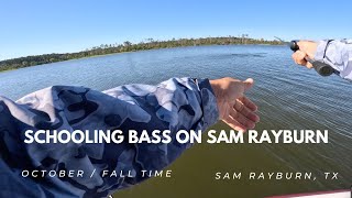 Fall Time Schooling Bass / Sam Rayburn, TX