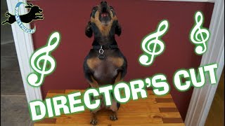 World's Most Amazing Dog Contest Entry - Ripley's Director's Cut