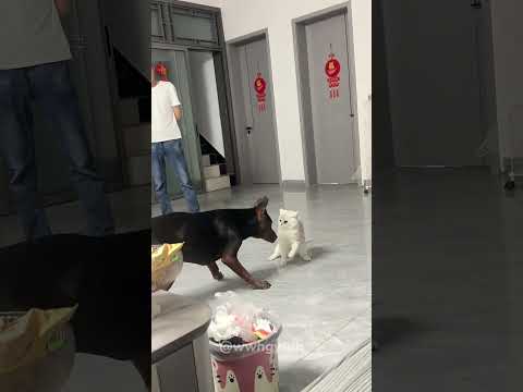 Cat vs dog.#cat #kitten #funnypets #funnycats #funnyanimals