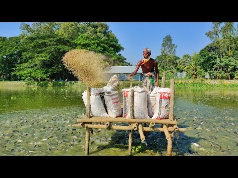 Live Pangasius Fish Feeding | Large Pangas Fish Harvesting