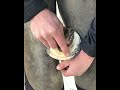 Hoof Anatomy and Functions