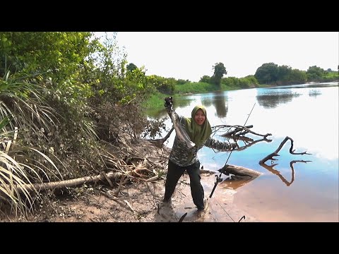 TERNYATA ADA IKAN TOMAN MONSTER DI SUNGAI MENGALIR